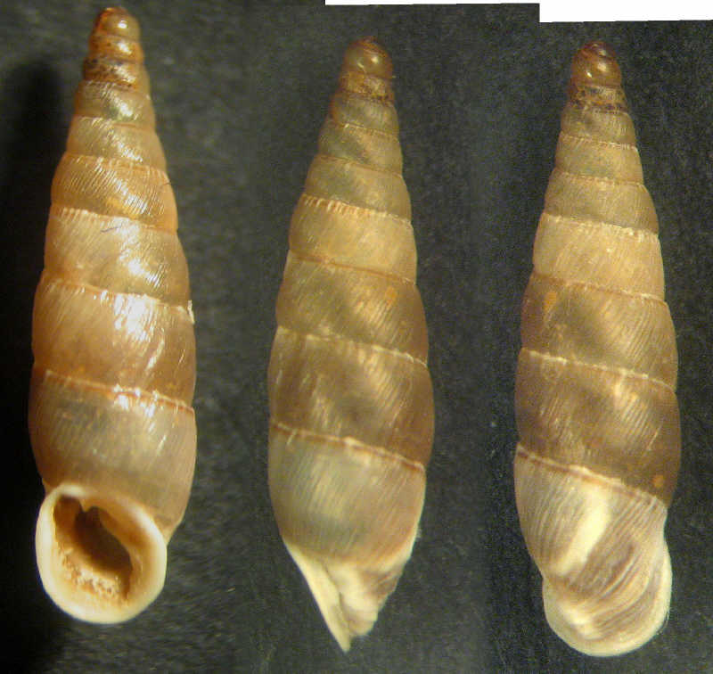 Papillifera papillaris (O.F. Mller, 1774)